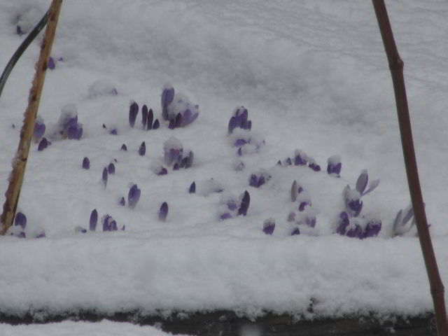 crocus in the snow March 7, 2017