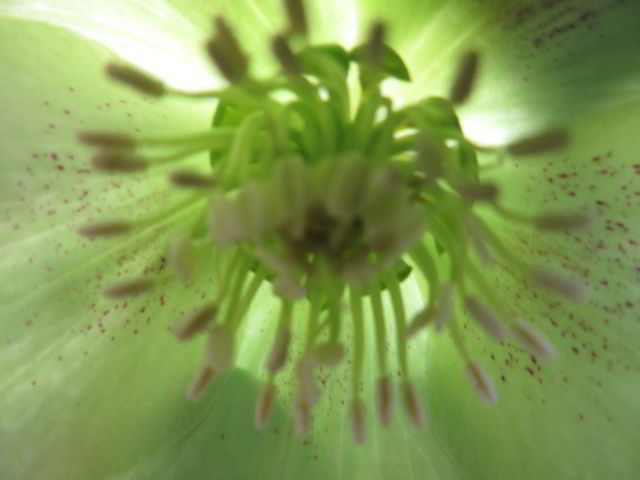 Hellebourus “Yellow Lady”