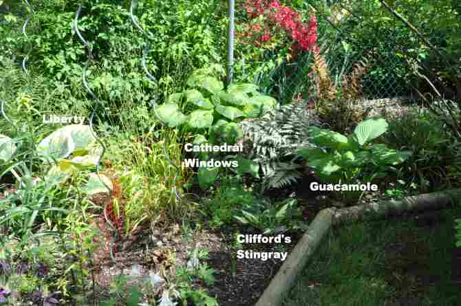Hosta in the the middle section of lower eastern bed just to the north of the blueberry bush.