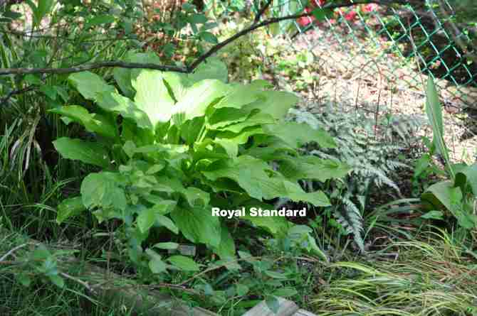 Hosta in the the middle section of lower eastern bed just to the south of the blueberry bush.