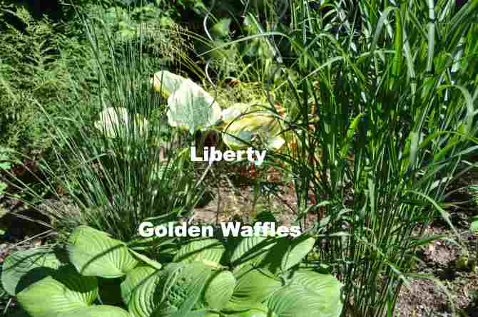 A little better look at the Hosta Liberty.