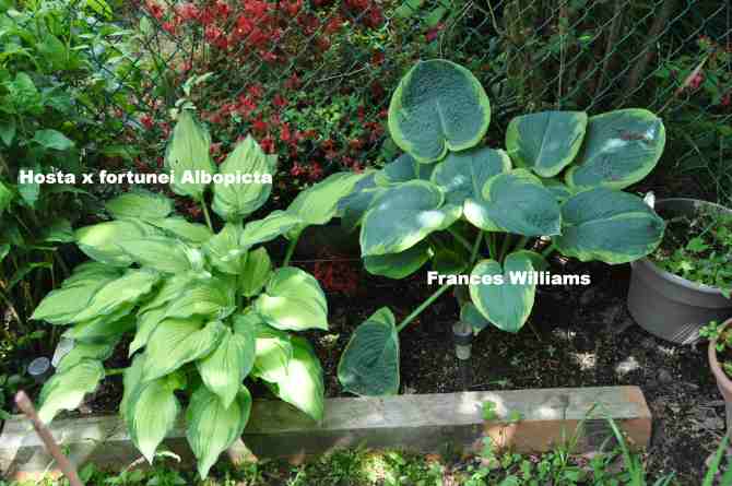 Southernmost hosta in the lower eastern bed..
