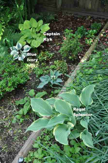 Hosta in the southern section of the middle eastern bed.