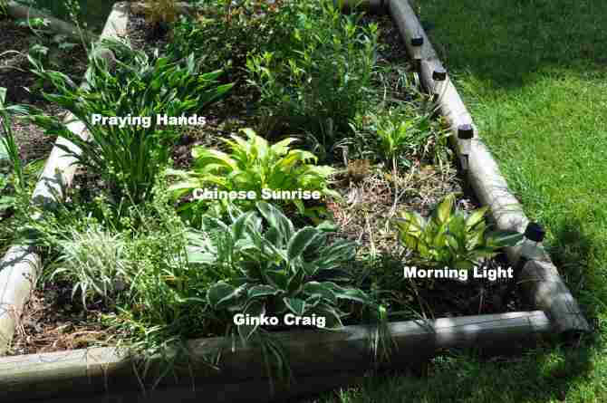 The hosta in upper northern bed in the series of beds along the eastern fence in the back yard.