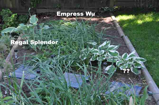 Hosta in the southern section of the upper eastern bed.