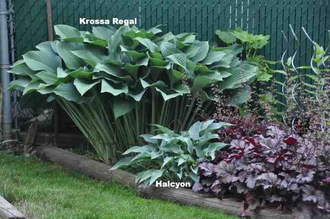 Hosta on the north side of the bed at south east corner of front yard