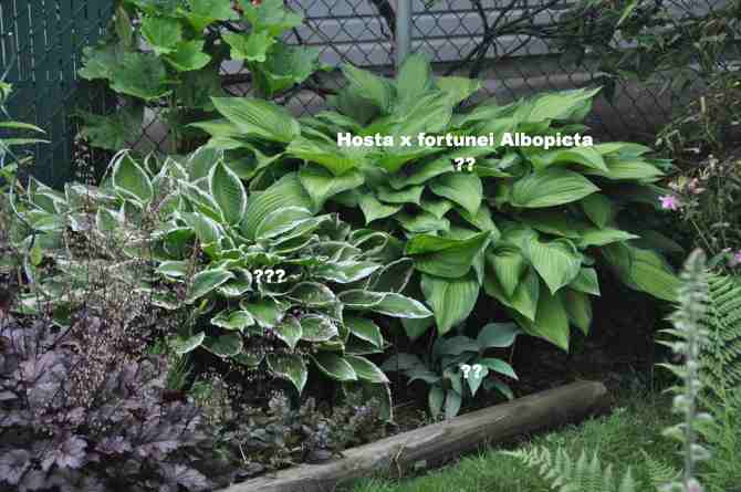 Hosta on the south side of the bed at south east corner of front yard