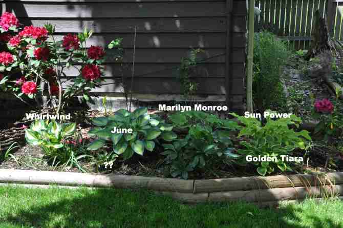 Hosta in flower bed south east corner of the house