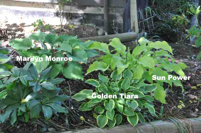 Hosta in eastern section of flower bed south east corner of the house