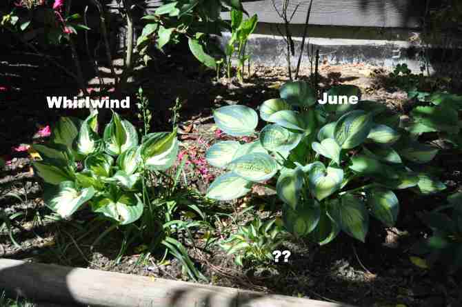 Hosta in western section of flower bed south east corner of the house