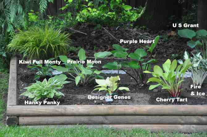 Hosta in the eastern section of the new bed under the cedar at the back.