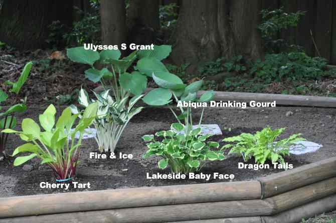 Hosta in the western section of the new bed under the cedar at the back.