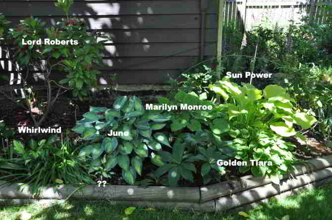 hosta in bed at southeast corner of house
