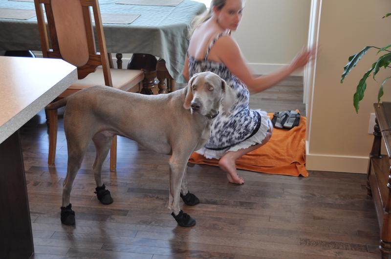 Hunter has to wear booties at Kevin's, to protect the floor.