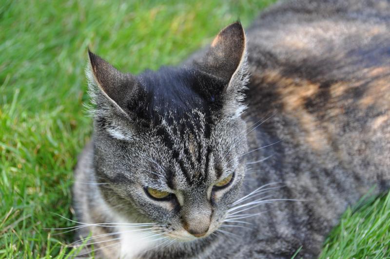 A close up of Miss Sarah.