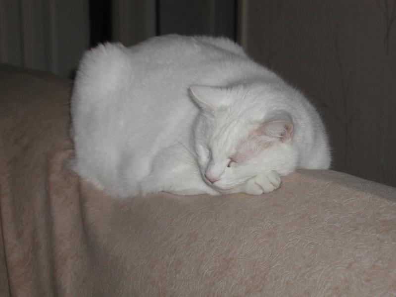 Mr. Dempsey sleeping peacefully.