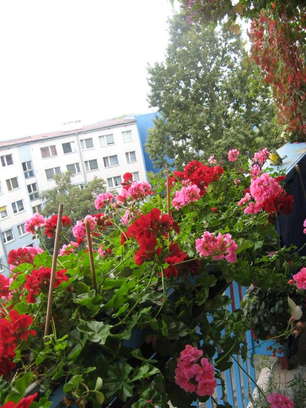 Photo of the flowers on the balcony of Urszula's apartment.