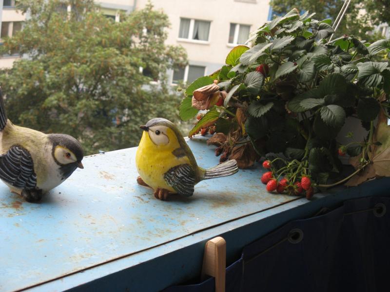 Photo of one corner of the balcony, showing what appears to be a strawberry plant, and a couple of feathered friends.