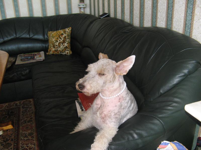 Urszula's pet dog Gandzi.