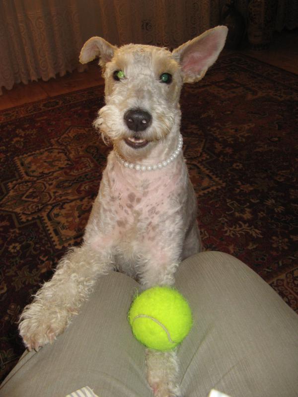 Urszula's pet dog Gandzi with a tennis ball.
