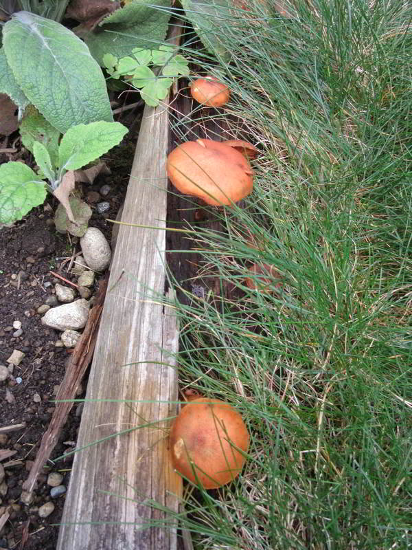 unknown reddish mushrom