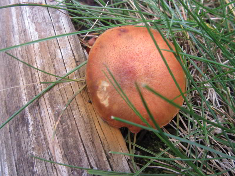 close up of unknown reddish mushrom