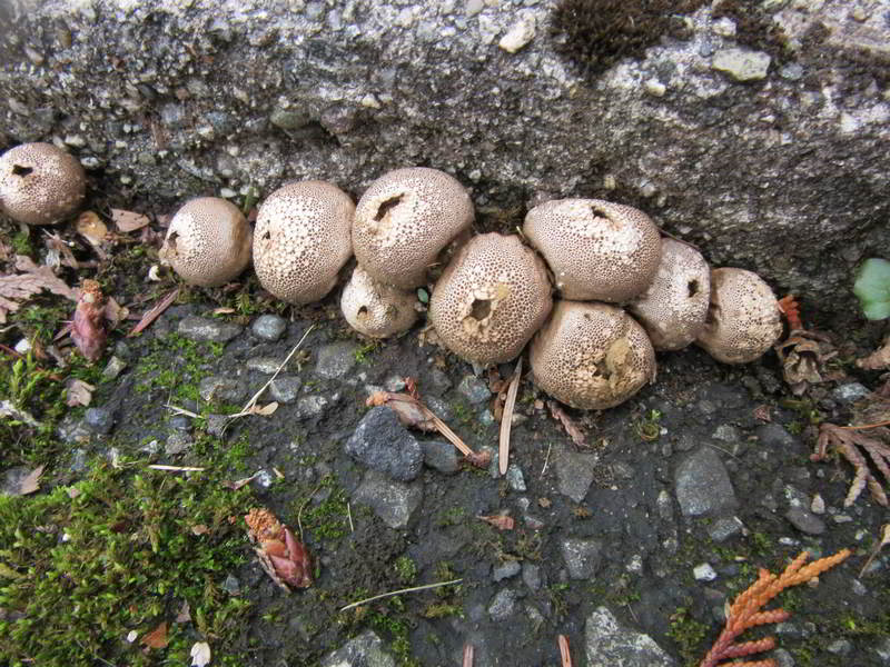 puff balls growing on driveway