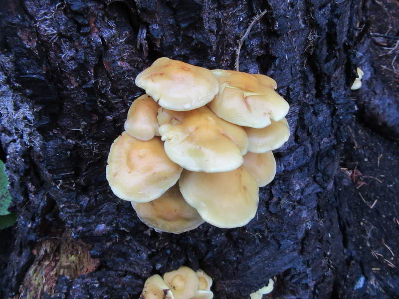 unknown white mushroom growing on stump