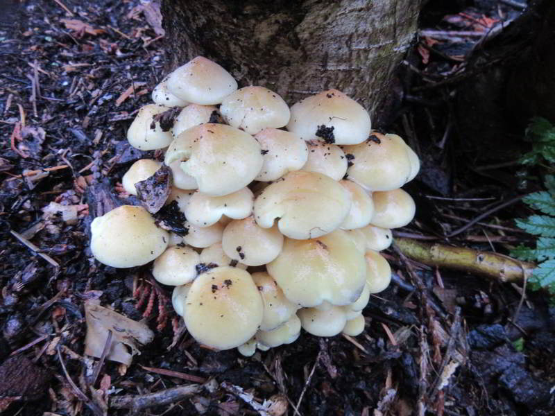 white mushroom growing at bottom of stump