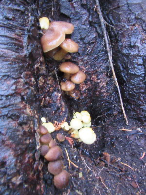 brownish mushrooms growing on stump