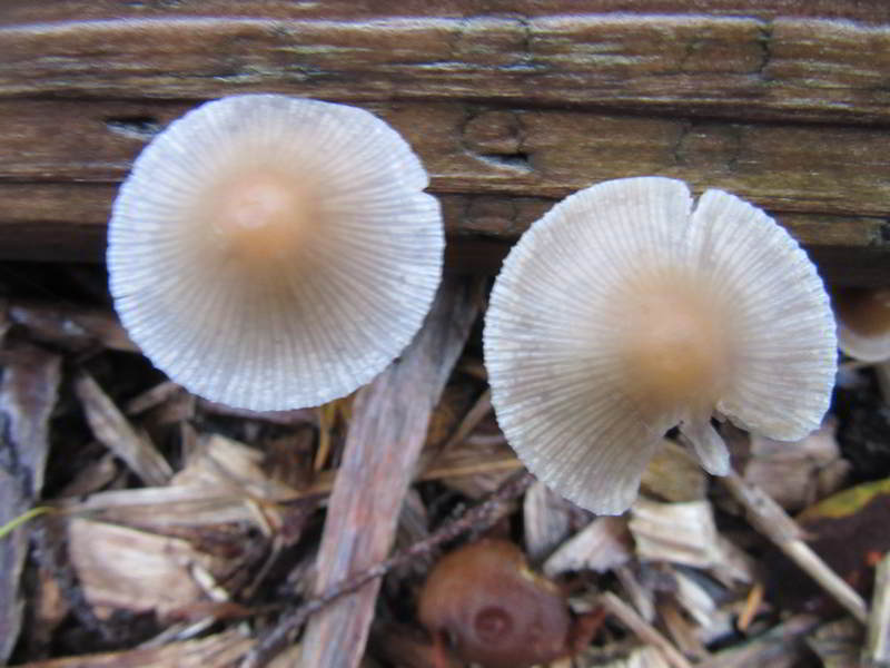white fairy-like mushroom growing in bed