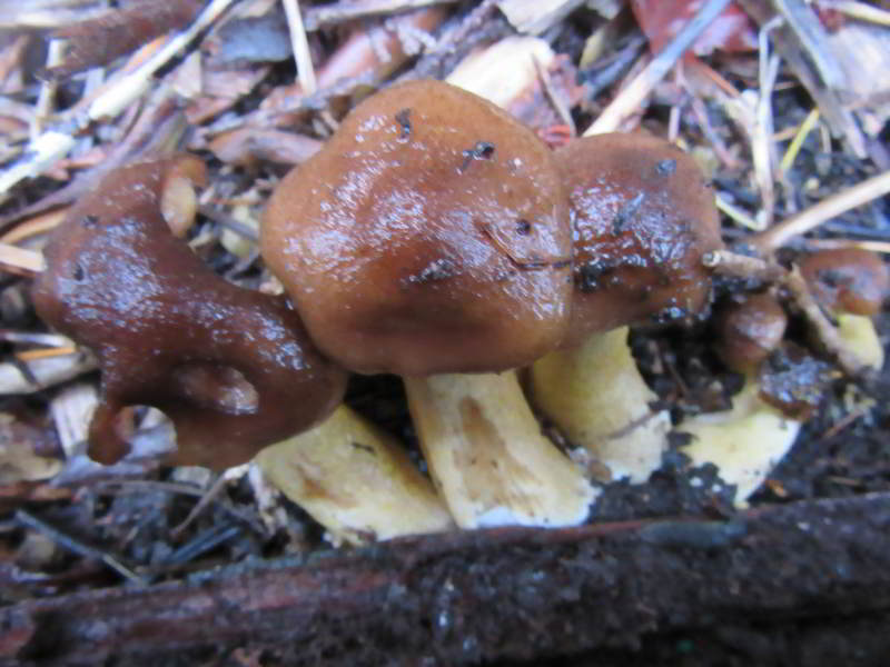 brownish mushroom growing on ground of garden area