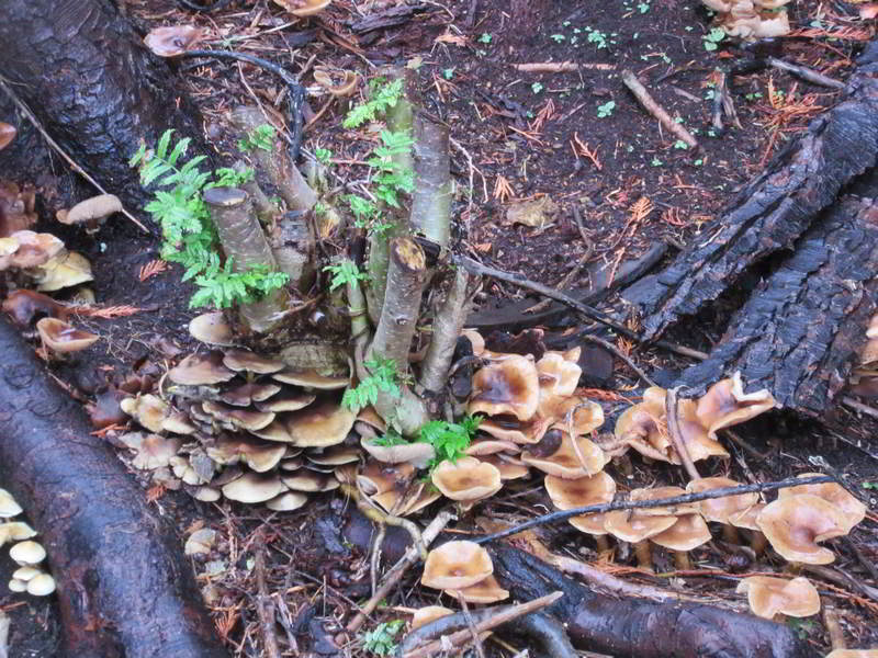 couple varieties of fungi at bottom of stump and on ground