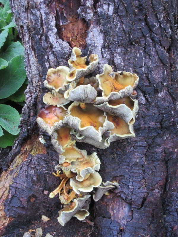 a cup like mushroom growing on the stump