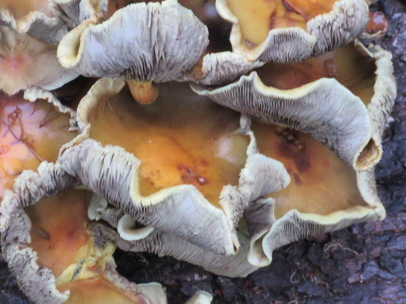 a closer look at the same mushrooms in the image above