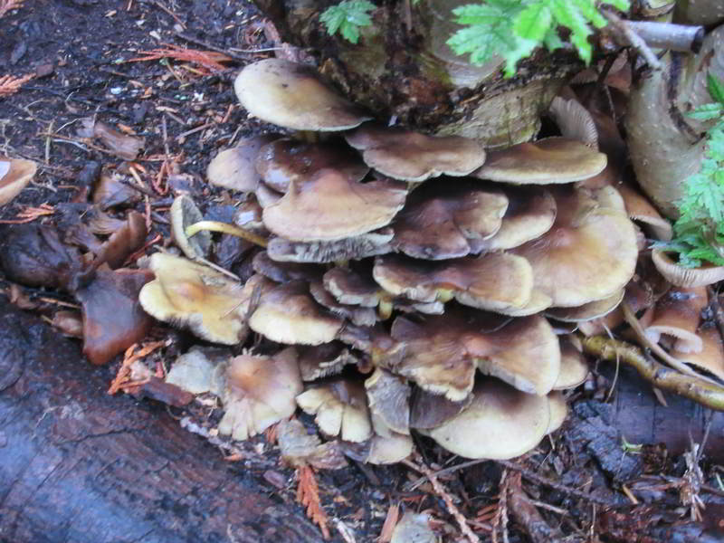oyster like mushroom at bottom of stump