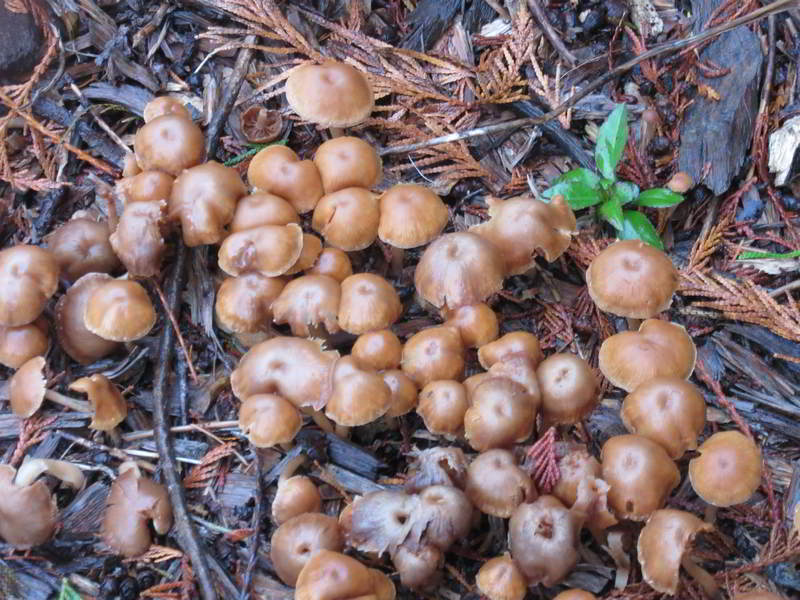 brownish mushrooms in ground between stumps and cedars