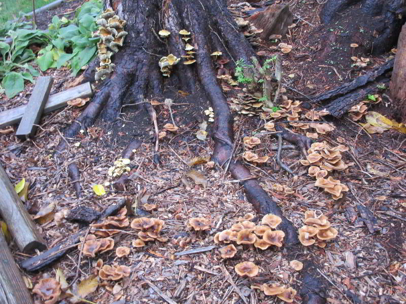 view of a larger area of the bed showing a variety of the fungi