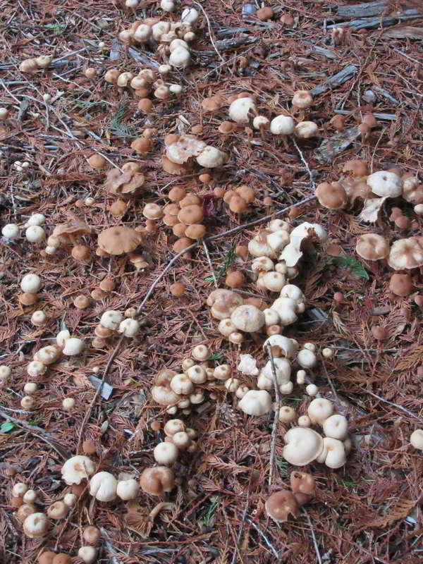 new fungi growing amongst an older group