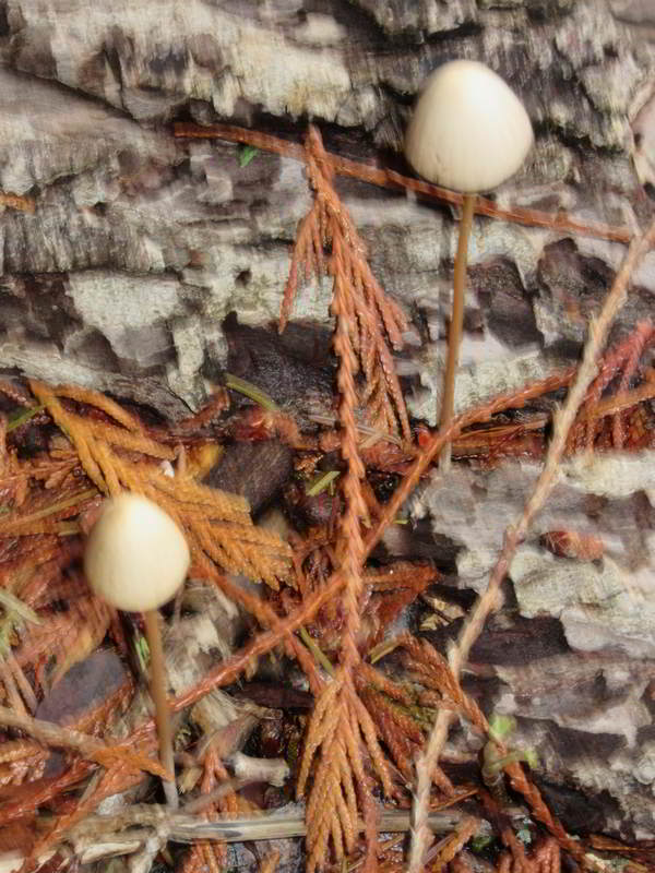 unknow fungi found under cedar on north shore