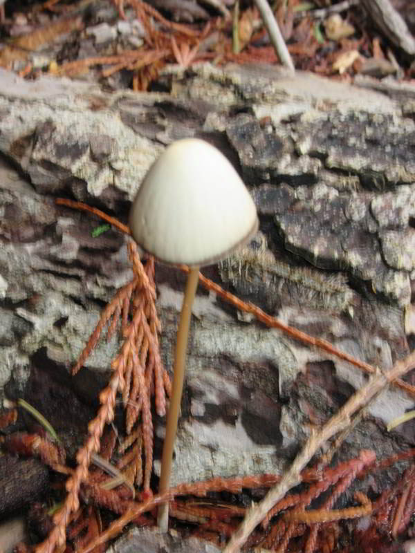 unknow fungi found under cedar on north shore