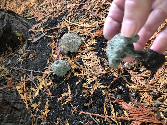 unknow fungi found under cedar on north shore