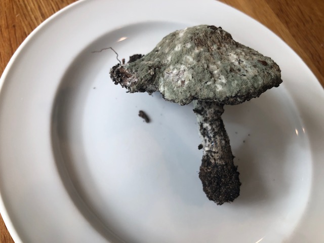 unknow fungi found under cedar on north shore