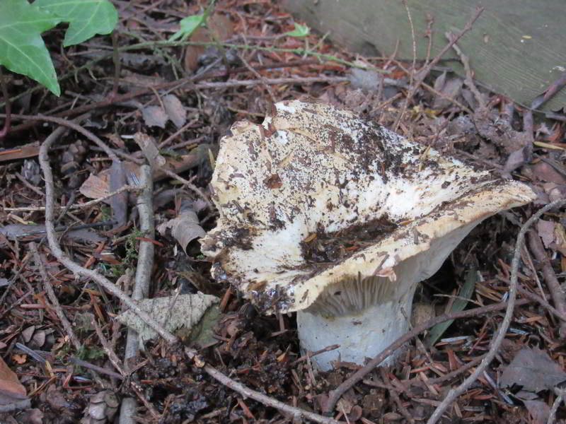 unknown mushroom variety, on east side of garage