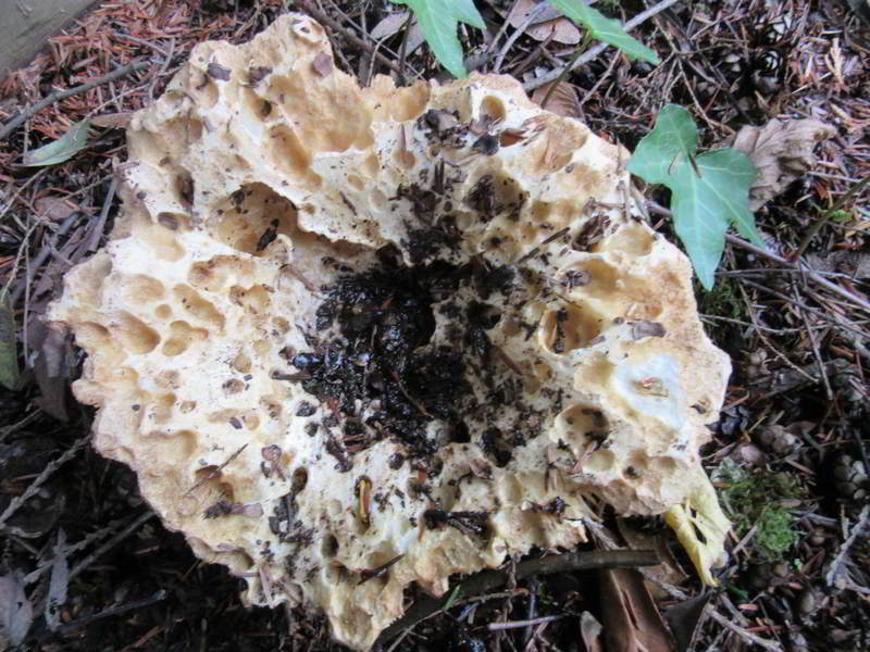 unknown mushroom variety, on east side of garage