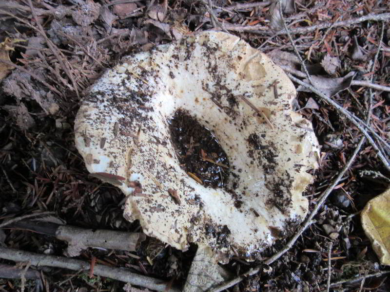 unknown mushroom variety, on east side of garage