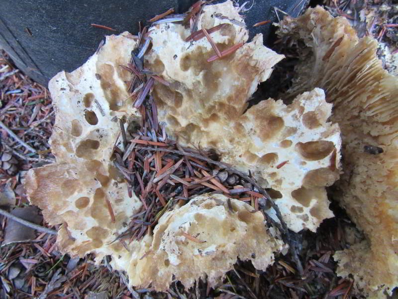 unknown mushroom variety, on east side of garage