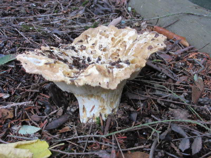 unknown mushroom variety, on east side of garage