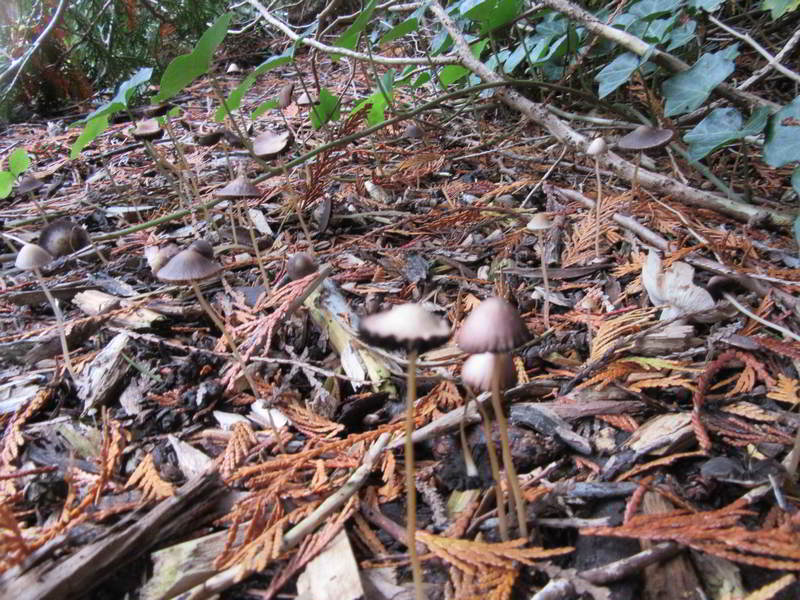 unknown mushroom variety, in bed center north of front yard