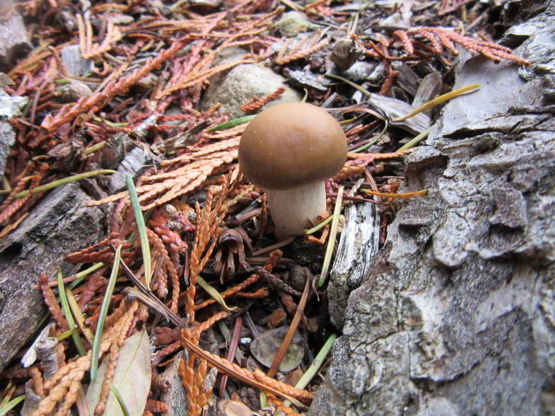 unknown mushroom variety, in bed center north of front yard